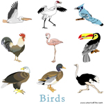 Birds